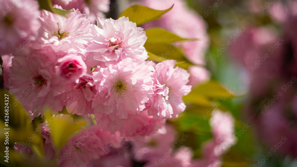 Obraz premium Soft Focus Cherry Blossom Close-Up in Warm Light