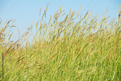 Campos verdes en los Altos del Golán en el norte de Israel