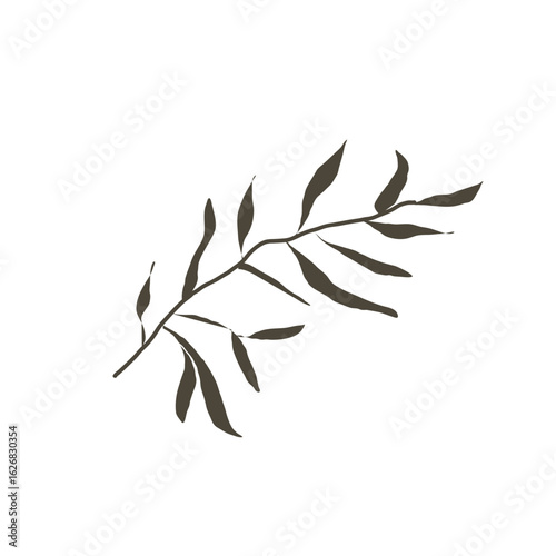 plant green branch with leaves isolate on white background