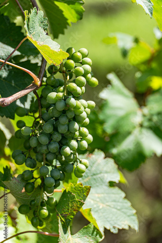 Wallpaper Mural Lush Vineyard Grapes in Verdant Landscape Torontodigital.ca