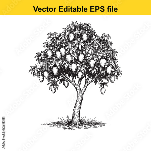 Vector art of mango tree with ripe fruits isolated on white background 
