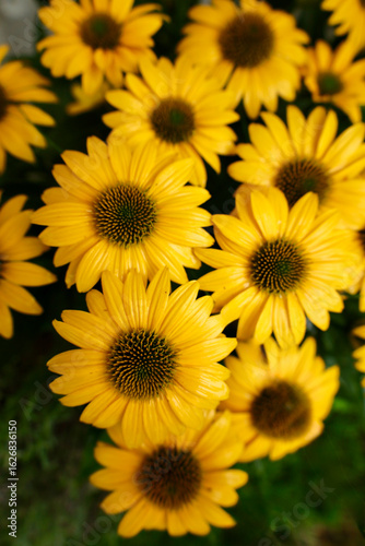 yellow flowers background