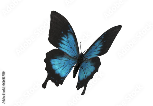 blue butterfly isolated on white background