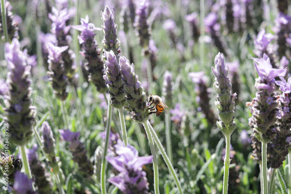 Fototapeta premium Abeja Silvestre
