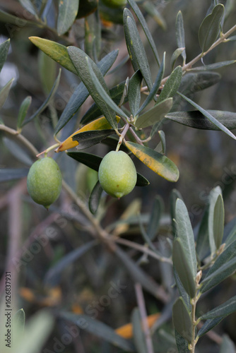Green Olives on Tree 