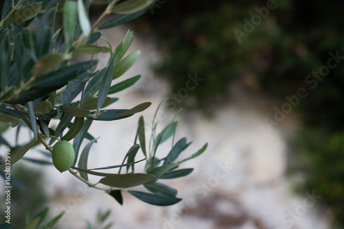 Close-up of a Green Olives on Tree Branch in Greece in summer