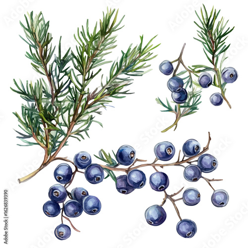 Painted in watercolor, this artistic juniper berry branch set collection features a clean composition, hand-drawn with elegance, isolated on white, vector EPS. vectorized, illustration