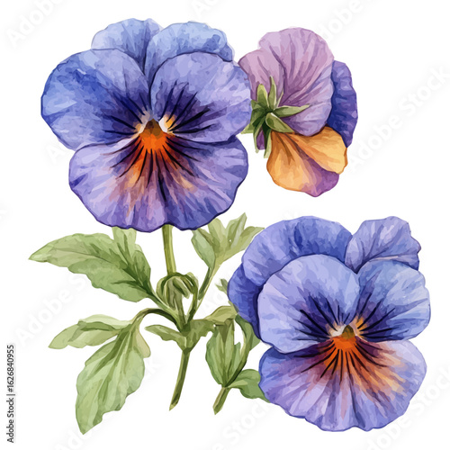 A hand-drawn watercolor illustration of a pansy flower, painted with soft textures, isolated on a white background, elegant artistic design, in EPS format. vector illustration