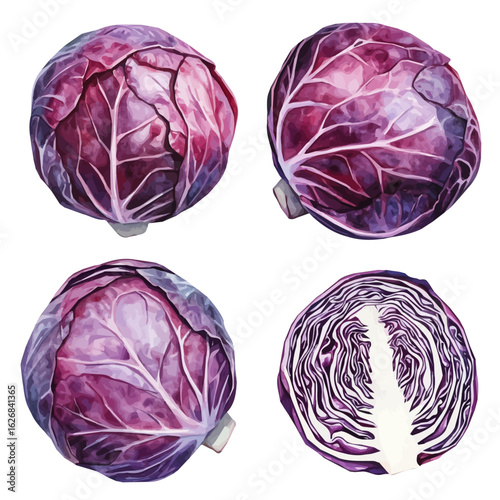 A Watercolor painting of red cabbage, delicately hand-painted with artistic brush strokes, minimal layout, white background, vector EPS. vector illustration