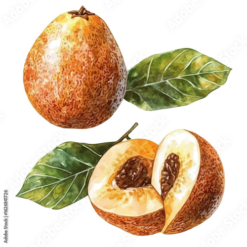 Hand-drawn illustration of sapodilla fruit in watercolor style, soft artistic elements, isolated on a clean white background, high-quality EPS vector. illustration,