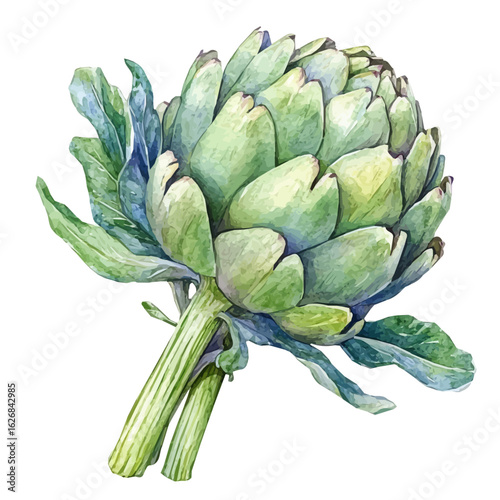 Cute Watercolor illustration of artichoke, hand-crafted with delicate brush textures, minimal and isolated layout, white background, EPS format. illustration 