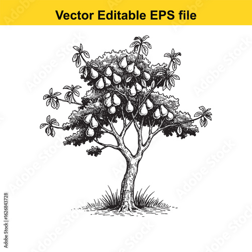 Vector art of pear tree with ripe fruit isolated on white background 