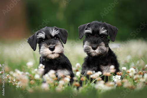 Fototapete two cute miniature schnauzer puppies sitting outdoors on grass together