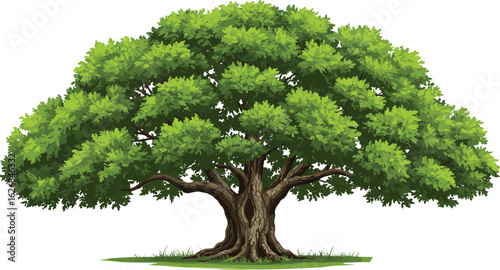 Beautiful large green tree with wide canopy, realistic foliage, thick trunk, nature landscape element, isolated on white background, cad drawing flat vector illustration