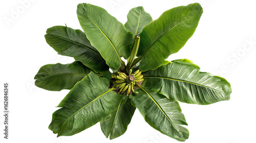 Wallpaper Mural PNG of A vibrant top view of a banana plant with lush green leaves and a cluster of ripe bananas at the center. Torontodigital.ca