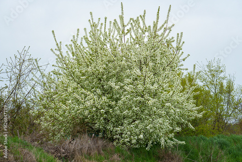 A Mahleb Cherry tree (Prunus mahaleb) in full bloom with delicate white flowers stands in a grassy field under an overcast sky, surrounded by spring vegetation.