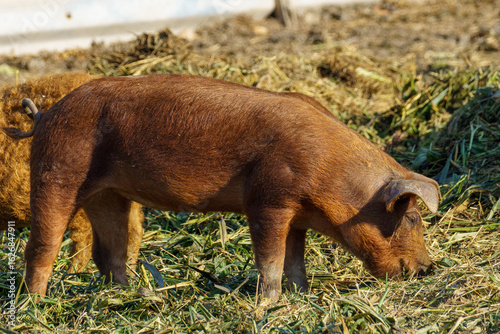 A domestic duroc pig with brown-red skin stands on grassy ground mixed with hay in a natural outdoor farm setting, captured in daylight