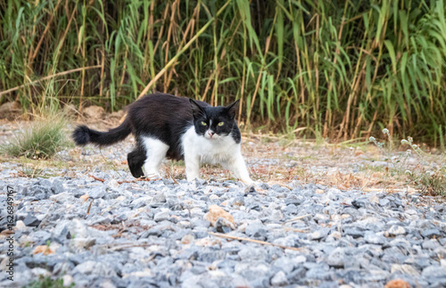 Obraz na płótnie Katze lauert
