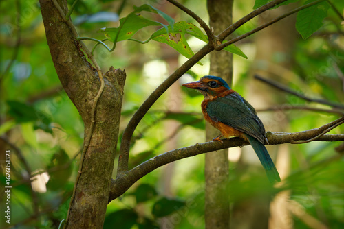 Green-backed kingfisher Actenoides monachus colourful bird in Alcedinidae endemic to Indonesia, can be found in the protected areas of Lore Lindu, Bogani Nani Wartabone, and Tangkoko Batuangus