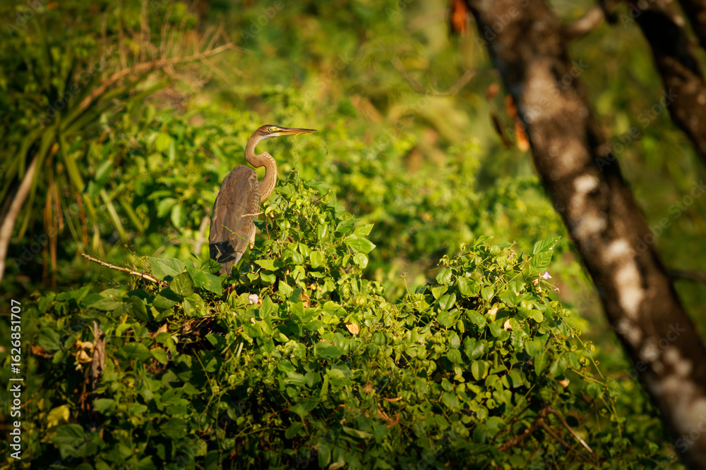 Obraz premium Purple Heron - Ardea purpurea wading bird in Ardeidae, breeds in Africa, Europe and Asia, hunts fish, rodents, frogs and insects, grey and red heron on the green bush in Indonesia