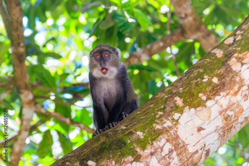 Photography Sykes' monkey (Cercopithecus albogularis), also known as the white-throated monk