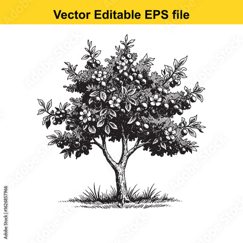 Vector art of vintage plum tree with fruit and blossoms, isolated on white background
