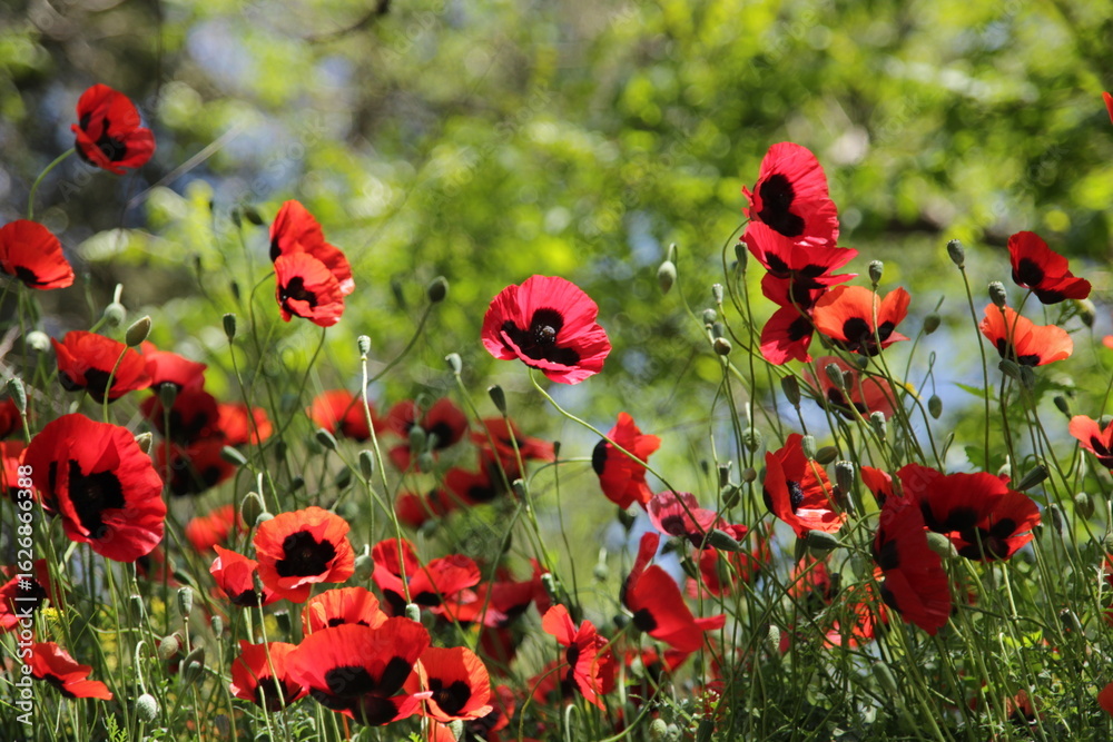 Fototapeta premium red poppy flowers