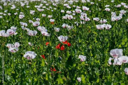 Flowering white poppy seed flowers (Papaver somniferum). Agricultural field of opium poppy or breadseed poppy.