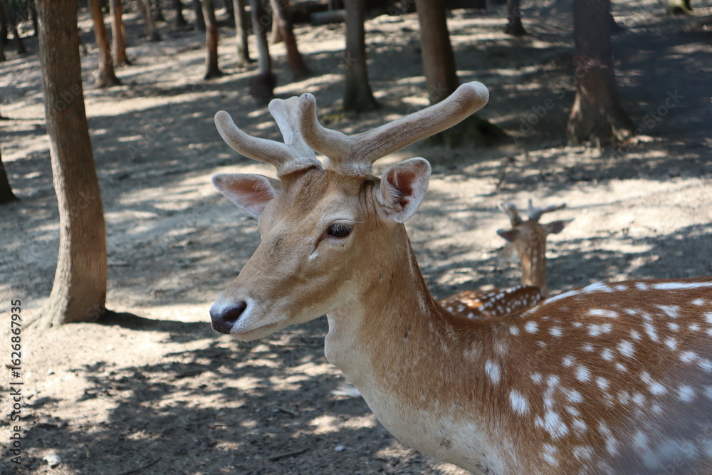 Fototapeta premium Spotted fallow deer portrait. Close up shot.