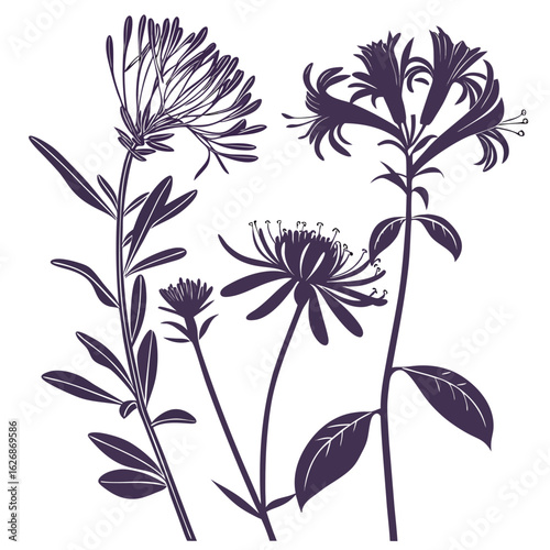 aster honeysuckle purple stokes vector