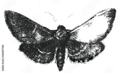 Vintage stipple photocopy effect butterfly or moth collage element, with retro grainy texture. Psychedelic surreal 90s aesthetic tattoo or grunge poster vector illustration, mystical insect art