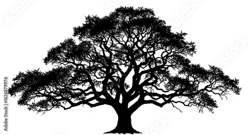 Silhouette of a Majestic Tree with Spreading Branches and Dense Foliage.