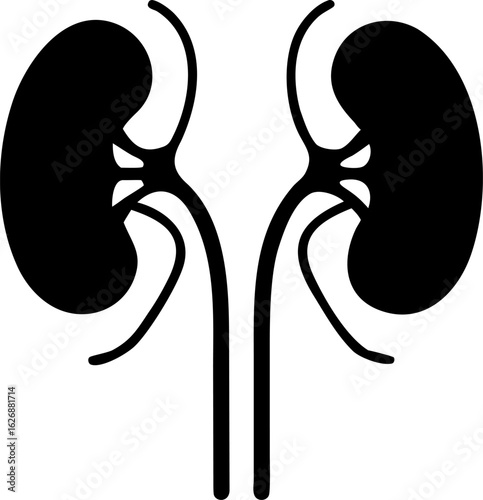 Silhouette of Human Kidneys with Ureters and Bladder