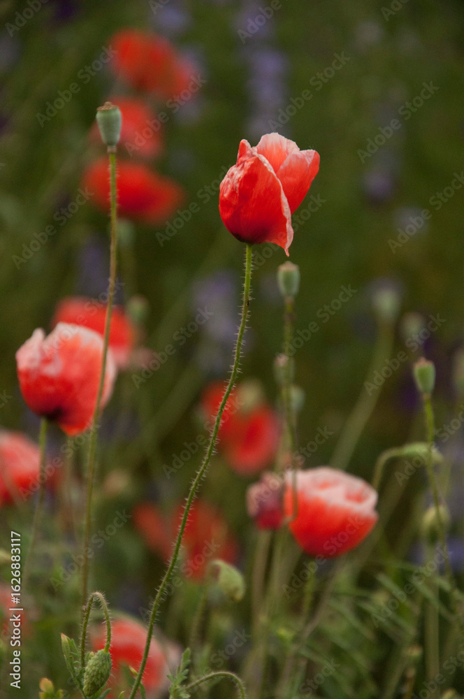 Obraz premium red poppy flowers