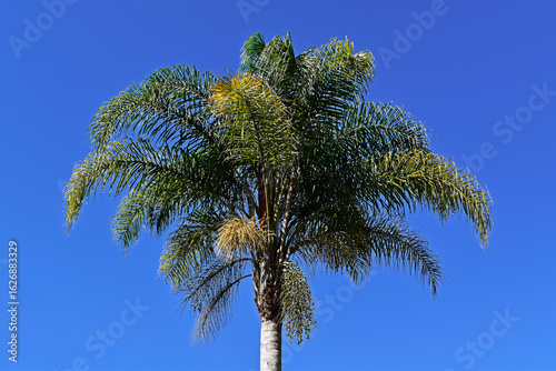 Bild auf Leinwand Queen palm tree flower buds (Syagrus romanzoffiana) in Petropolis, Rio de Janeir