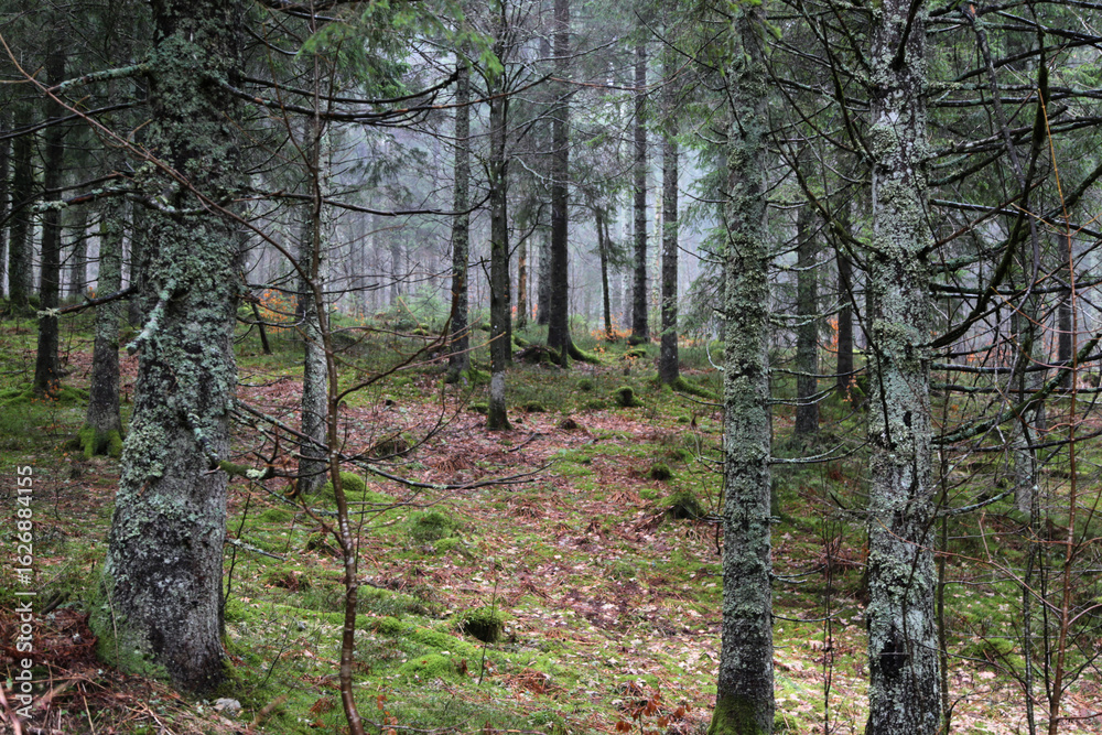 Naklejka premium Landschaft im Schwarzwald in der nähe vom Feldberg 