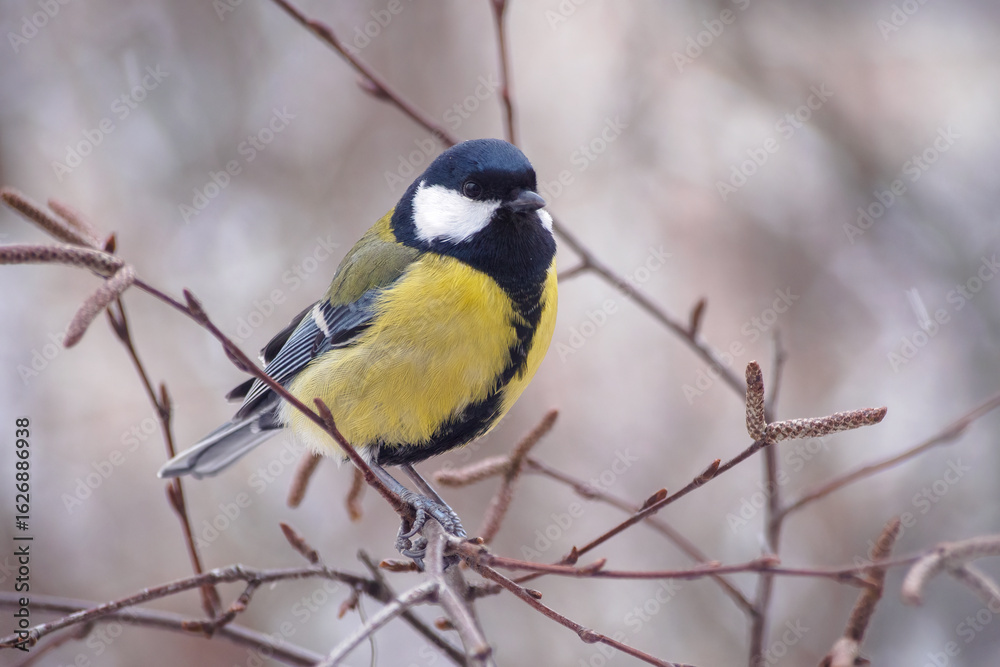 Naklejka premium A great tit sits on a tree branch. Bird close up.