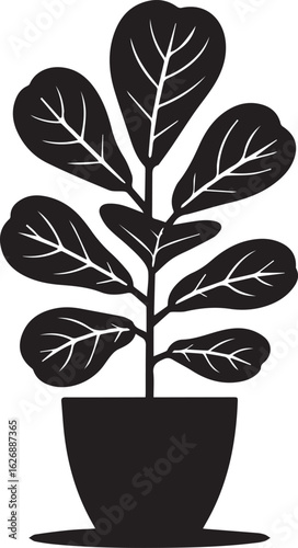 Silhouette of Fiddle Leaf Fig Plant in Pot with Vein Details