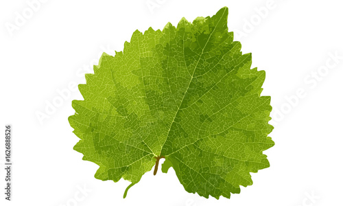 fresh grape leaf PNG element with botanical vine, nature plant background. Bright macro closeup, organic agricultural vine-growing detail, floral design, winery, sustainable eco flora, summer garden