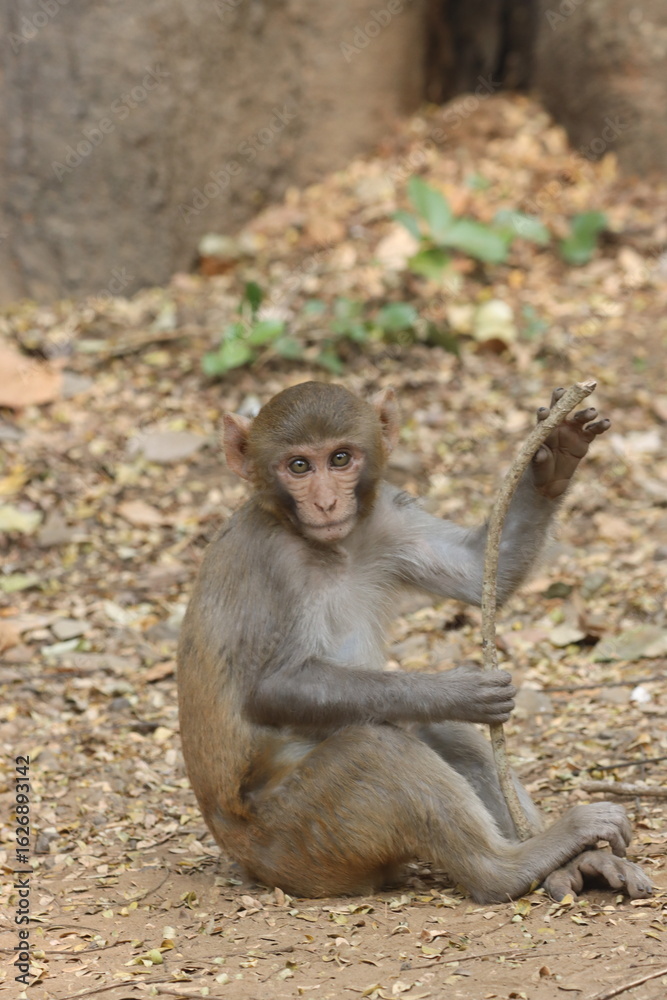 Obraz premium The Rhesus Macaque, a lively and intelligent primate, thrives in Karnala Bird Sanctuary. Known for its social groups, playful antics, and adaptability, it adds charm to the sanctuary’s wildlife.