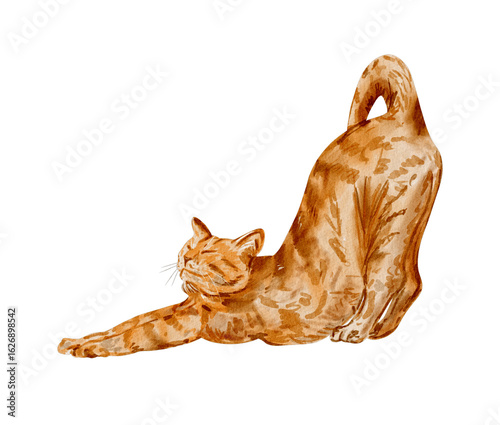 Ginger cat stretching down – watercolor red tabby clipart, hand painted illustration, cute red cat