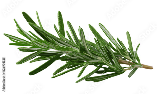 fresh rosemary leaf branch on transparent background. Natural herbal spices, cooking and hair care design elements. Organic seasoning twig, health lifestyle, essential oil, garden herb