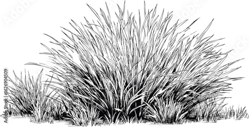 Detailed black and white sketch of tall grass with thin blades swaying in the wind. Vector illustration