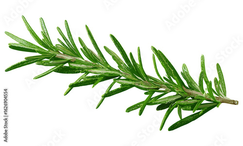 Herbal rosemary twig isolated on transparent background. Fresh green leaf branch for cooking, seasoning, and health care. Organic kitchen ingredient, essential oil plant, natural aromatic herb