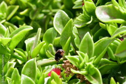 Cuadro en lienzo Abelha numa flor vermelha no meio das folhas verdes