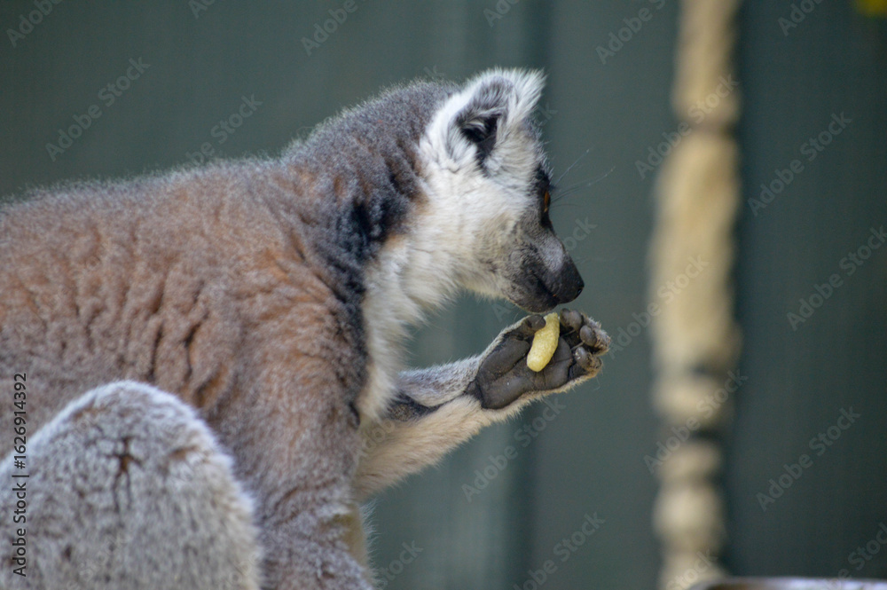 Obraz premium Profile of ring-tailed lemur holding and eating fruit against blurred background