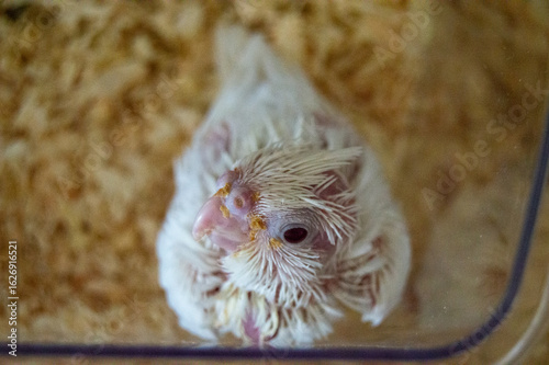 Cuadro en lienzo Overhead view of a young baby cockatiel chick growing initial white pin feathers resting on wood shavings inside a rearing box