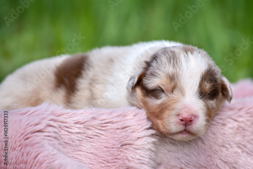 Cute newborn red merle australian shepherd puppy sleeping on soft wool fluffy blanket