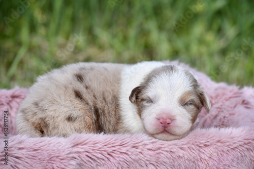Cute newborn red merle australian shepherd puppy sleeping on soft wool fluffy blanket