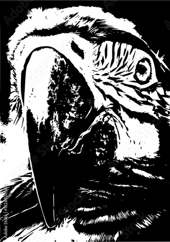 Monochrome close up of a parrot with detailed feathers and beak in a high contrast black and white style